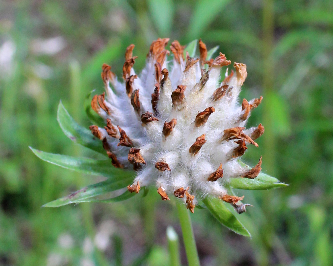 Изображение особи Anthyllis vulneraria var. schiwereckii.