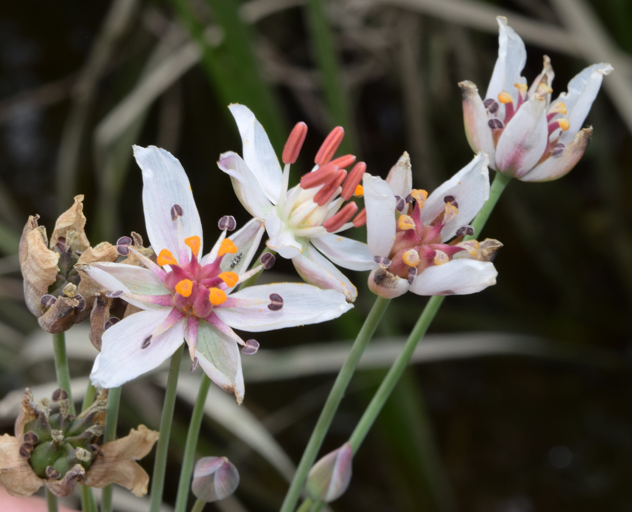 Изображение особи Butomus umbellatus.