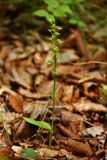 Platanthera maximowicziana