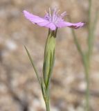 Dianthus gracilis. Цветок. Греция, Халкидики, окр. с. Неа Потидеа (Νέα Ποτίδαια), пляж. 10.08.2017.