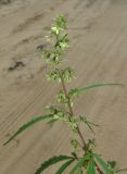 Cannabis sativa var. spontanea