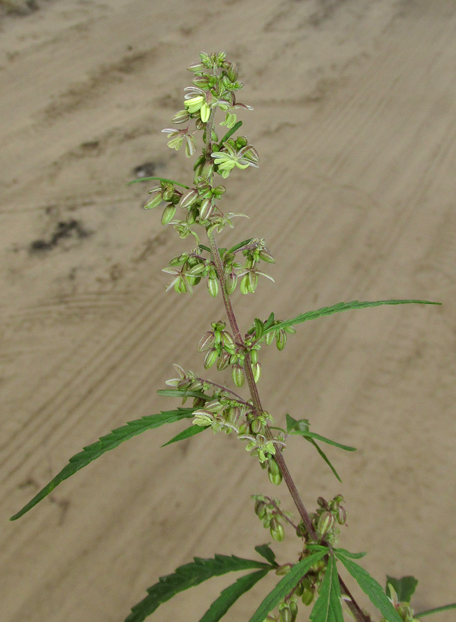 Image of Cannabis sativa var. spontanea specimen.