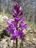 Orchis mascula. Соцветие. Крым, Байдарская долина, пер. Биюк-Богаз (Ласпинский). 19.04.2010.