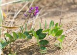 Lathyrus japonicus подвид pubescens. Побег с соцветием. Ленинградская обл., Ломоносовский р-н, окр. дер. Кандикюля, берег Финского залива, песчаный пляж. 13.08.2017.