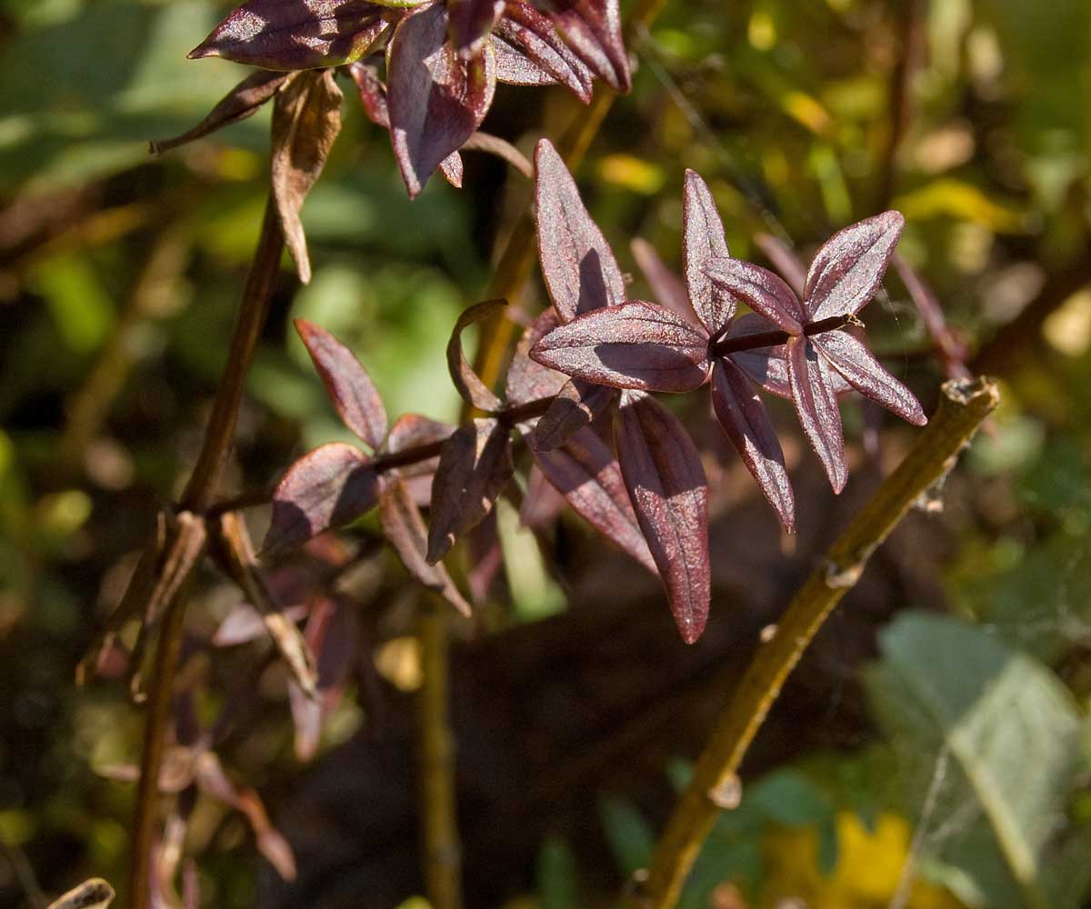 Image of Galium boreale specimen.