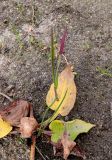 Alisma plantago-aquatica