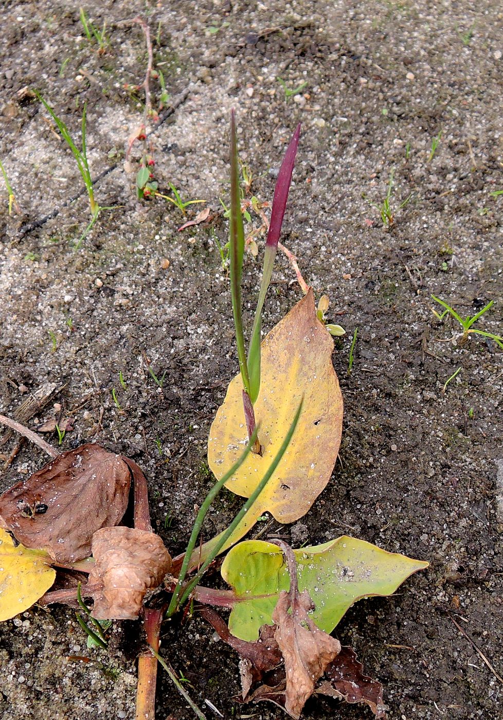 Изображение особи Alisma plantago-aquatica.