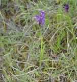 Anacamptis подвид caucasica