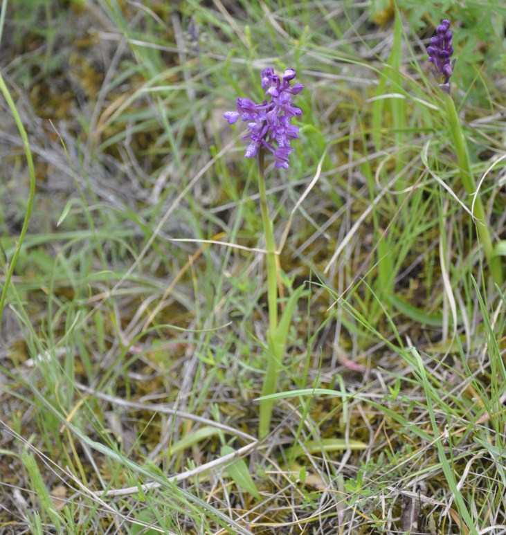 Image of Anacamptis morio ssp. caucasica specimen.
