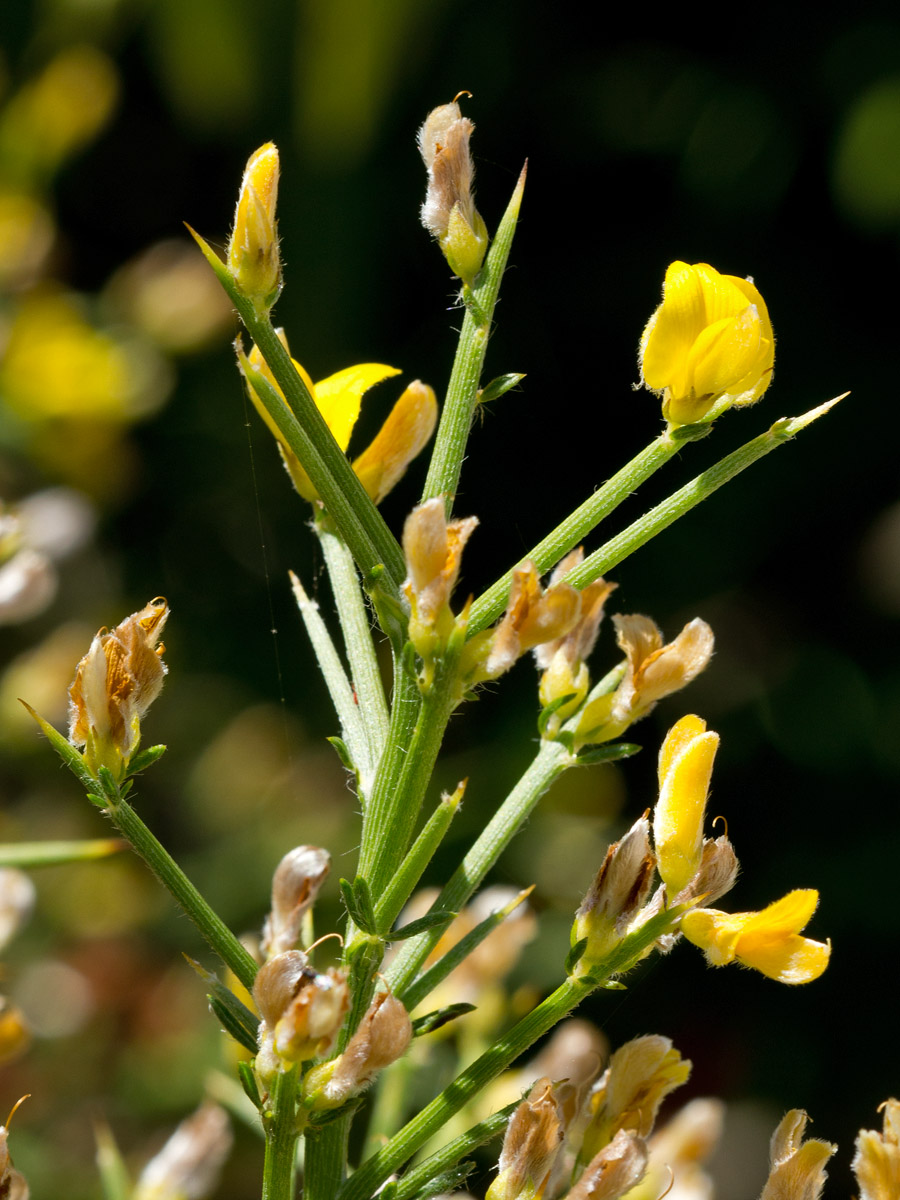 Image of Genista acanthoclada specimen.