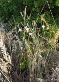 Dianthus pallens