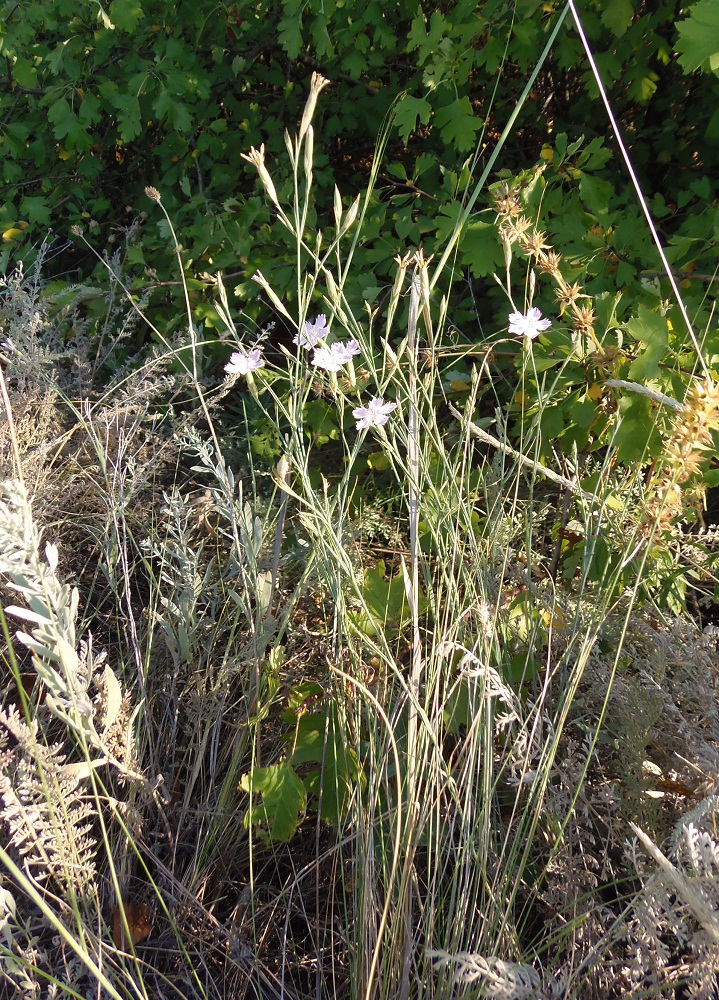 Изображение особи Dianthus pallens.