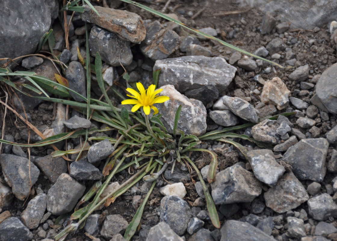 Изображение особи род Taraxacum.