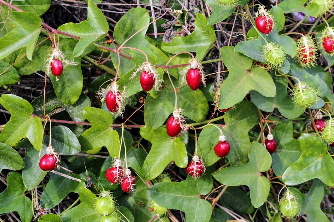 Image of Passiflora foetida specimen.