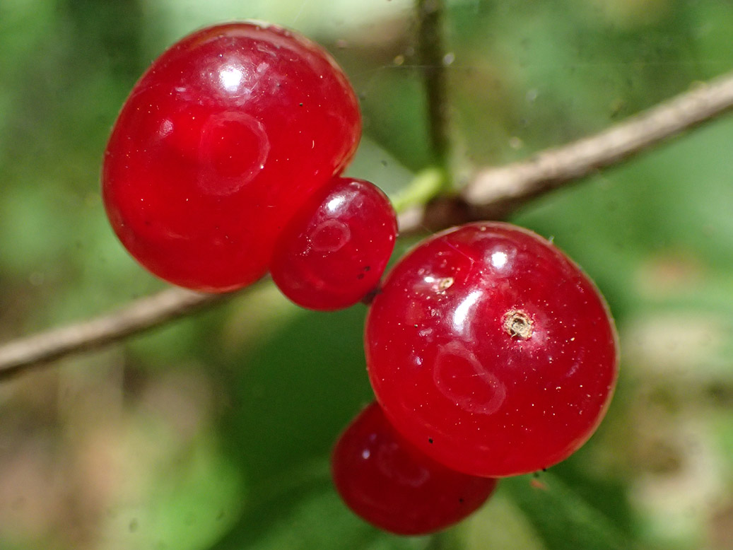 Изображение особи Lonicera xylosteum.