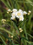 Achillea acuminata. Верхушка зацветающего растения. Амурская обл., Бурейский р-н, окр. пос. Малиновка. 17.07.2016.