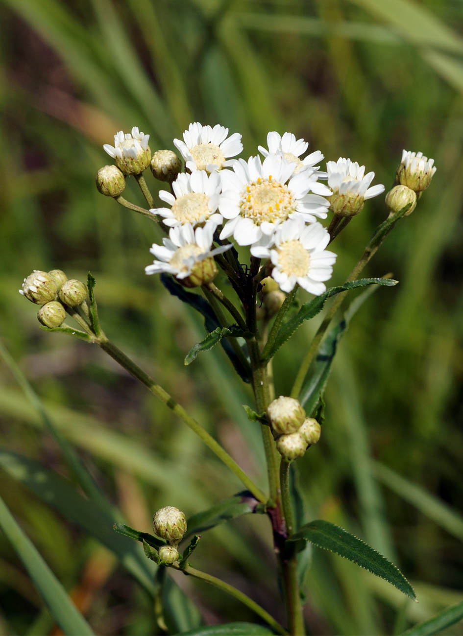 Image of Achillea acuminata specimen.