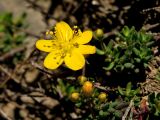 Hypericum trichocaulon