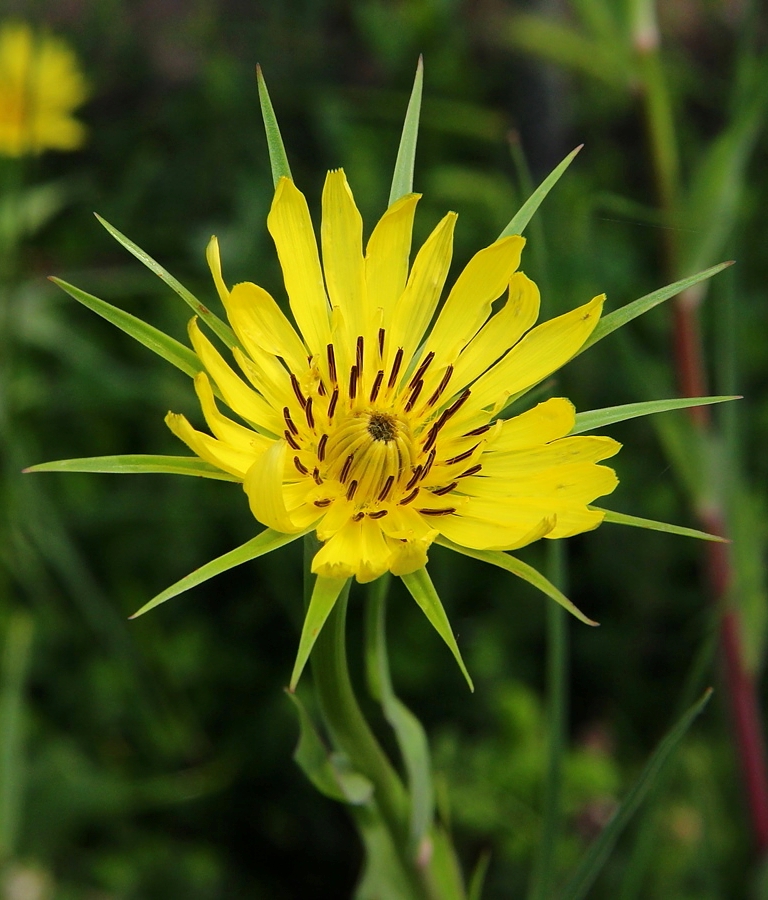 Image of Tragopogon dubius specimen.