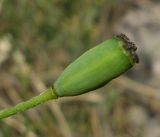 genus Papaver