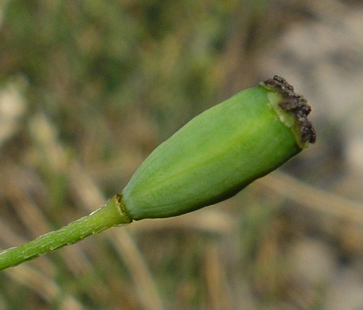 Изображение особи род Papaver.