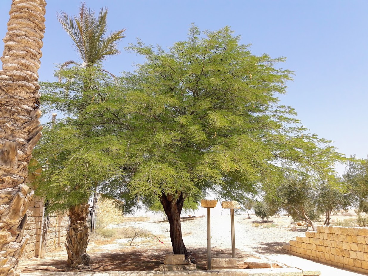 Изображение особи Prosopis alba.