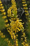 genus Forsythia