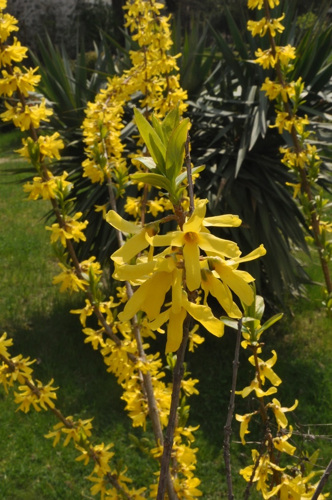 Изображение особи род Forsythia.