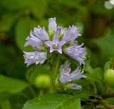 Campanula cervicaria. Соцветие. Пермский край, г. Пермь, Кировский р-н, садовый участок, в культуре (происхождение - Северный Урал, Сухогорский хр., подножье Казанского камня). 16 июля 2016 г.