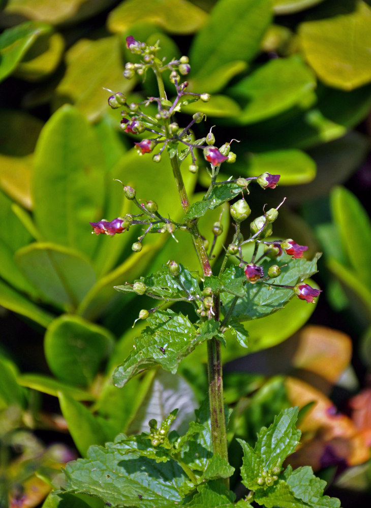 Image of Scrophularia scopolii specimen.