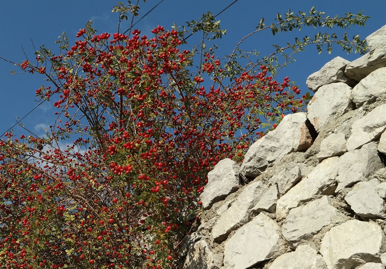 Image of genus Rosa specimen.