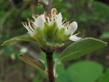 Cotoneaster tauricus. Соцветие и лист. Крым, Севастополь, балка Троицкая. 19 мая 2010 г.