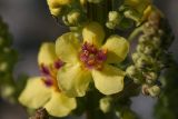 Verbascum nigrum. Цветок. Костромская обл., Судиславский р-н, окр. дер. Магово, насыпь ж.-д. 04.07.2017.