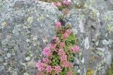 Sedum spurium