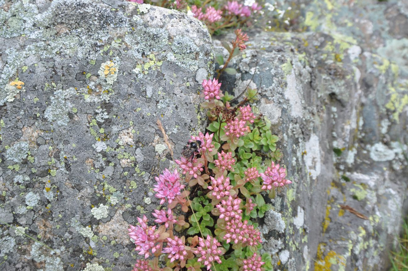 Image of Sedum spurium specimen.