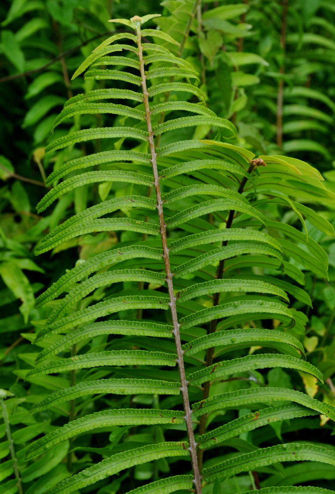 Изображение особи Nephrolepis biserrata.