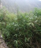 семейство Poaceae. Вегетирующие растения. Перу, Анды, склон горы Мачу-Пикчу, археологический комплекс Мачу-Пикчу. 13 марта 2014 г.