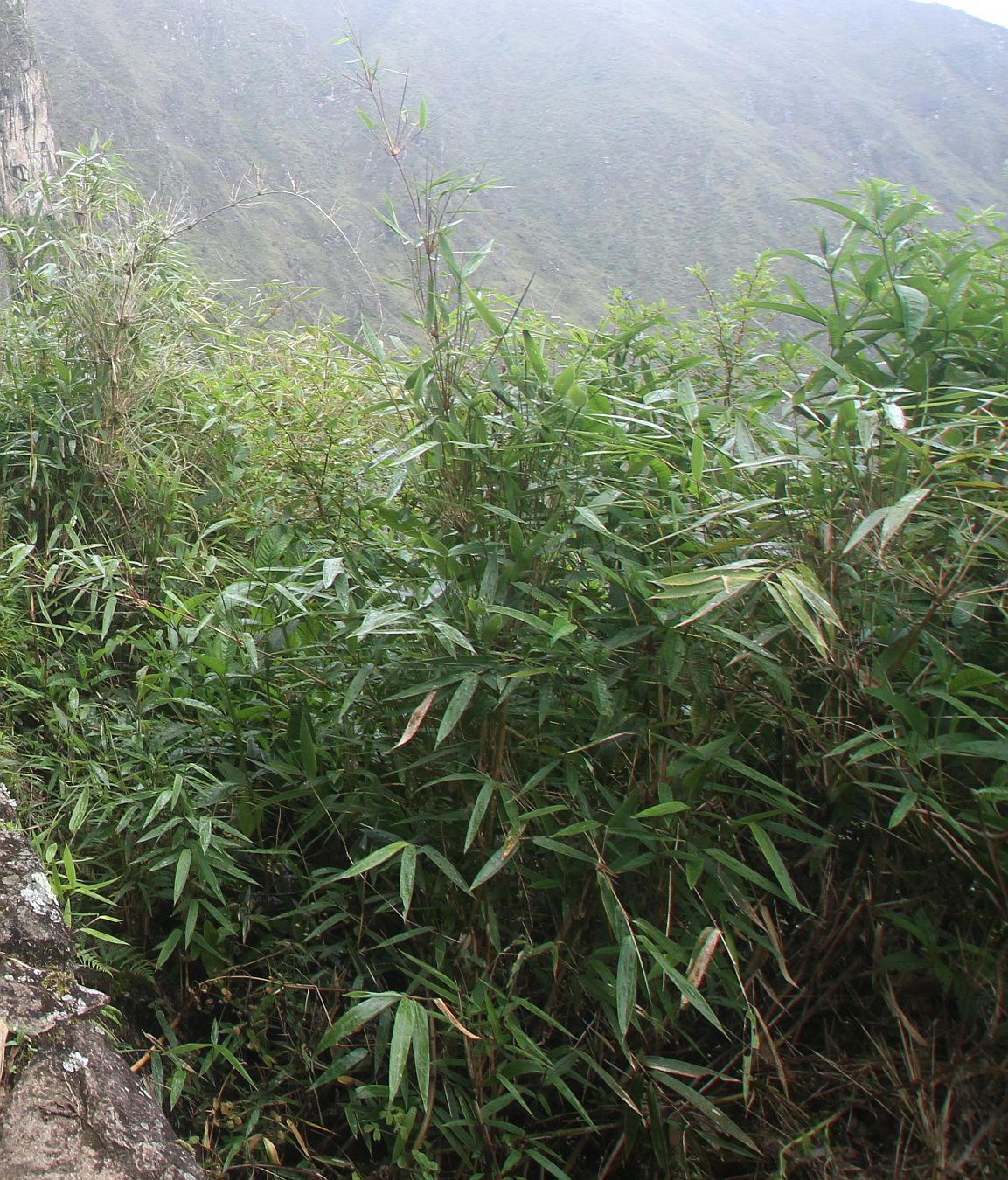 Изображение особи семейство Poaceae.