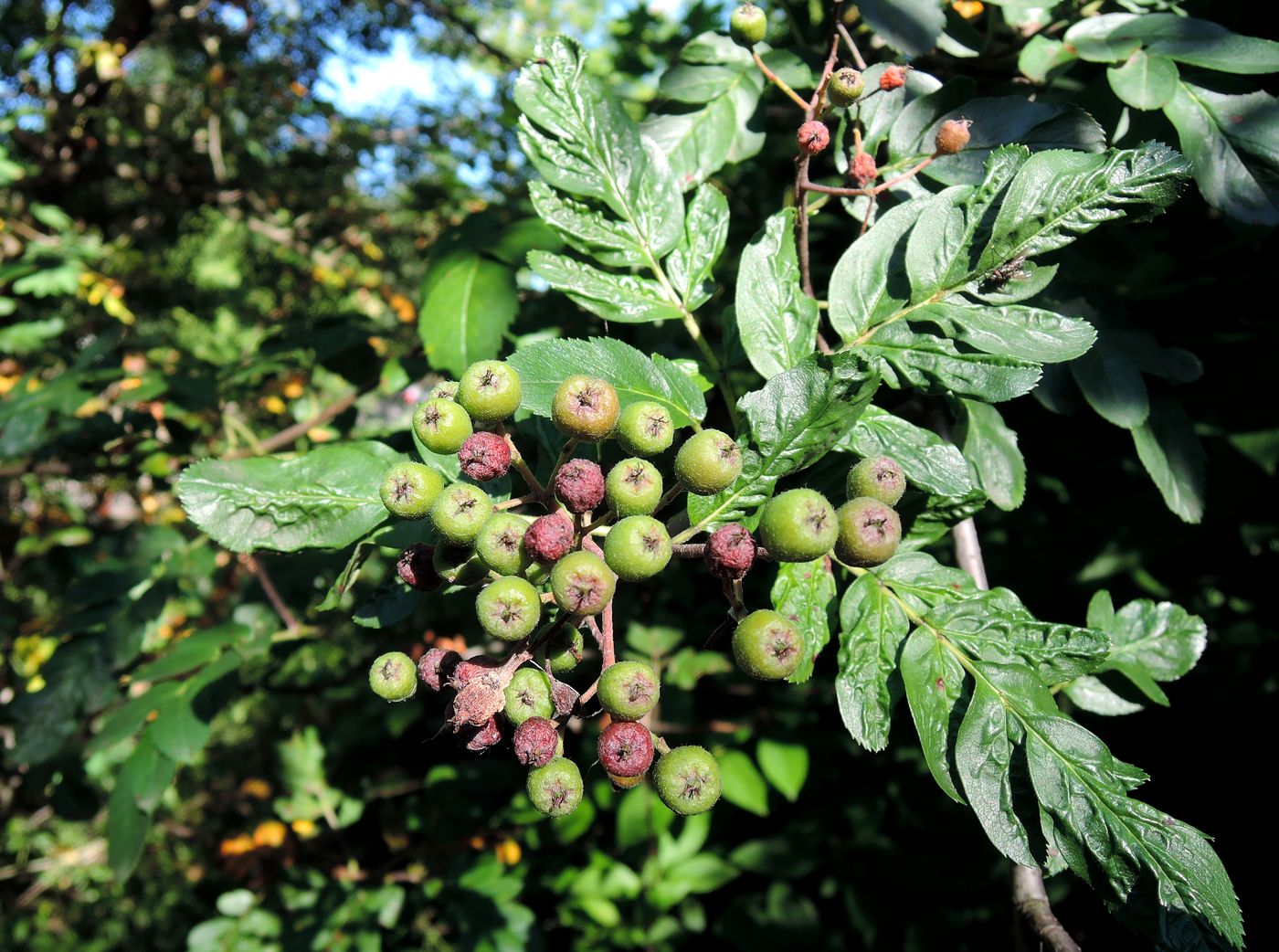 Image of &times; Crataegosorbus miczurinii specimen.