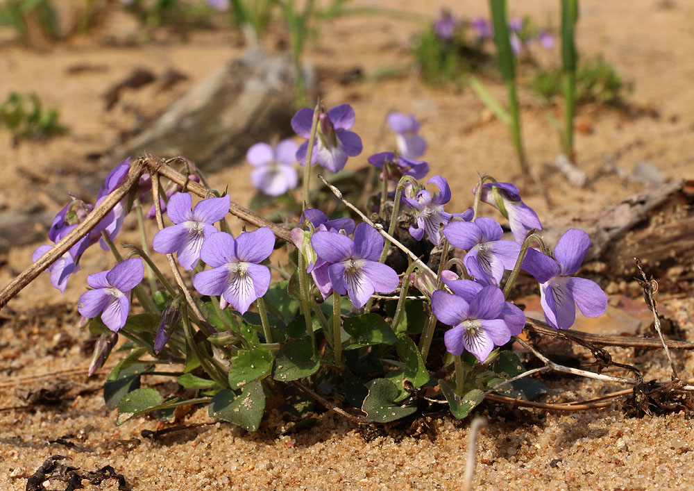 Image of Viola rupestris specimen.