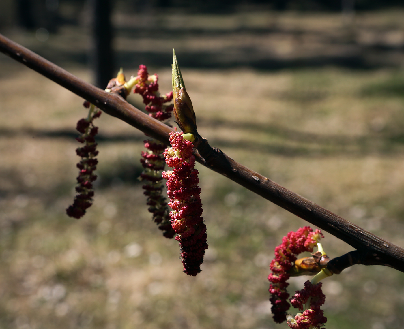 Image of genus Populus specimen.