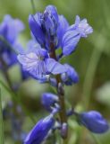 Polygala calcarea