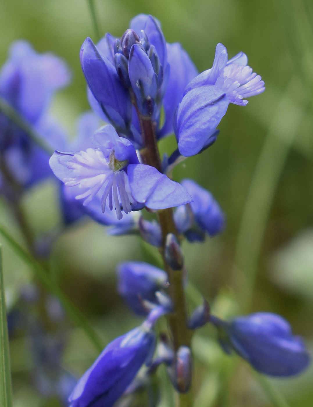 Image of Polygala calcarea specimen.