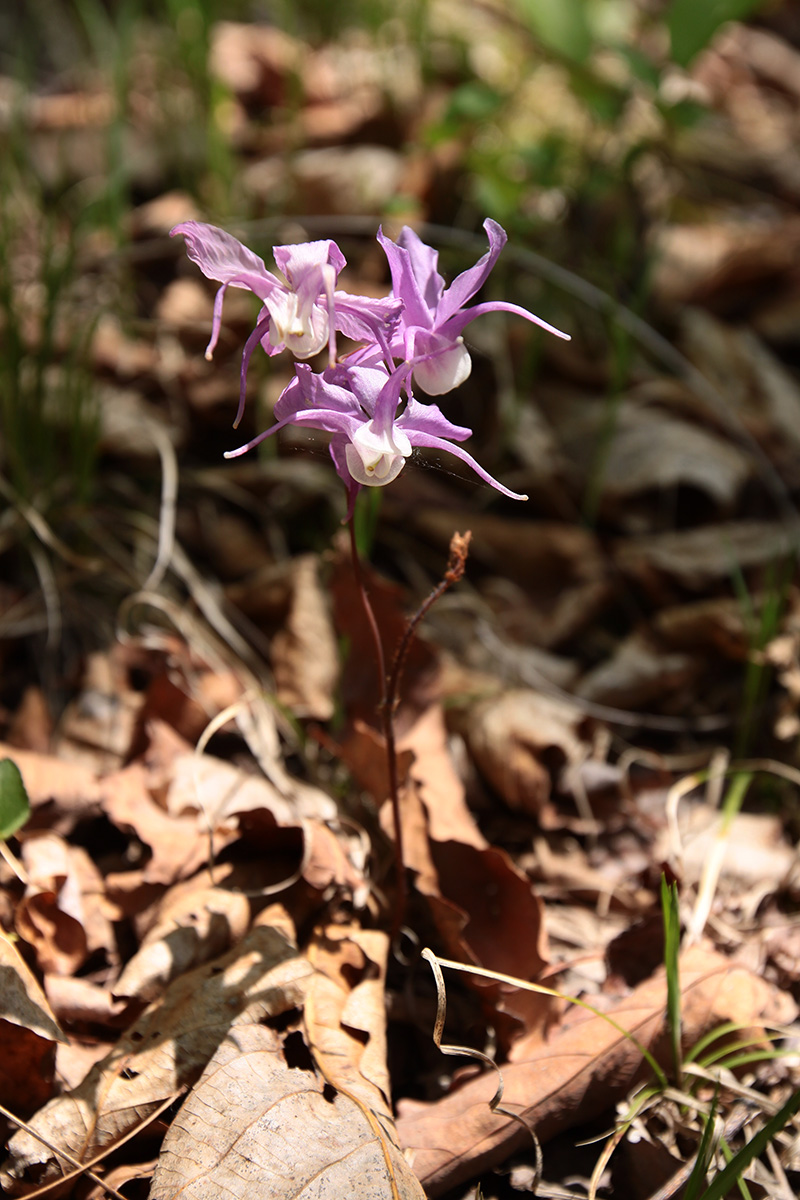 Image of Epimedium macrosepalum specimen.