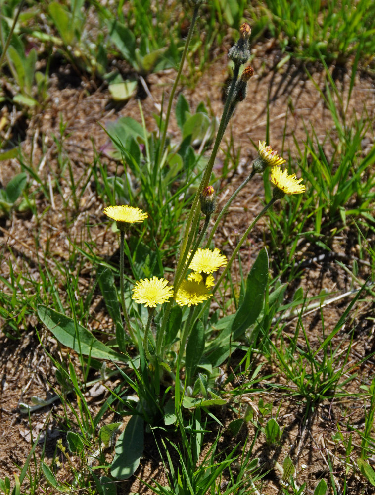 Изображение особи Pilosella officinarum.