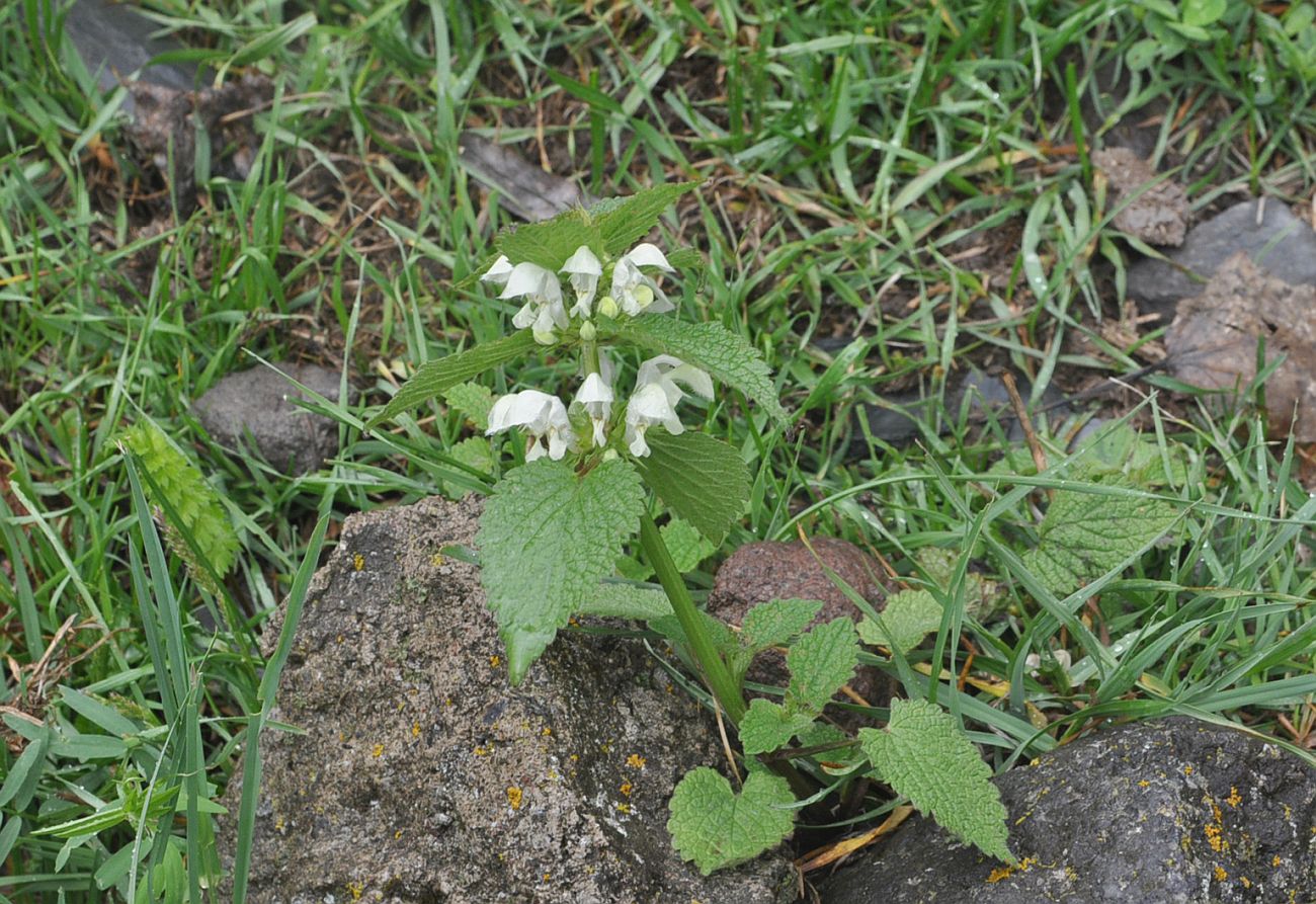 Image of Lamium album specimen.