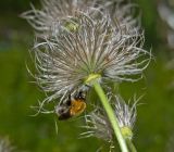 Pulsatilla uralensis