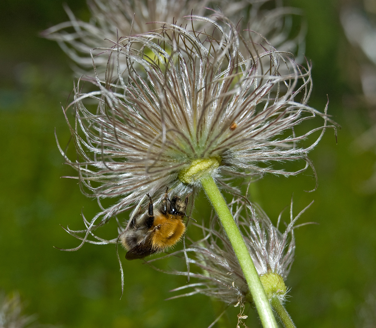 Изображение особи Pulsatilla uralensis.