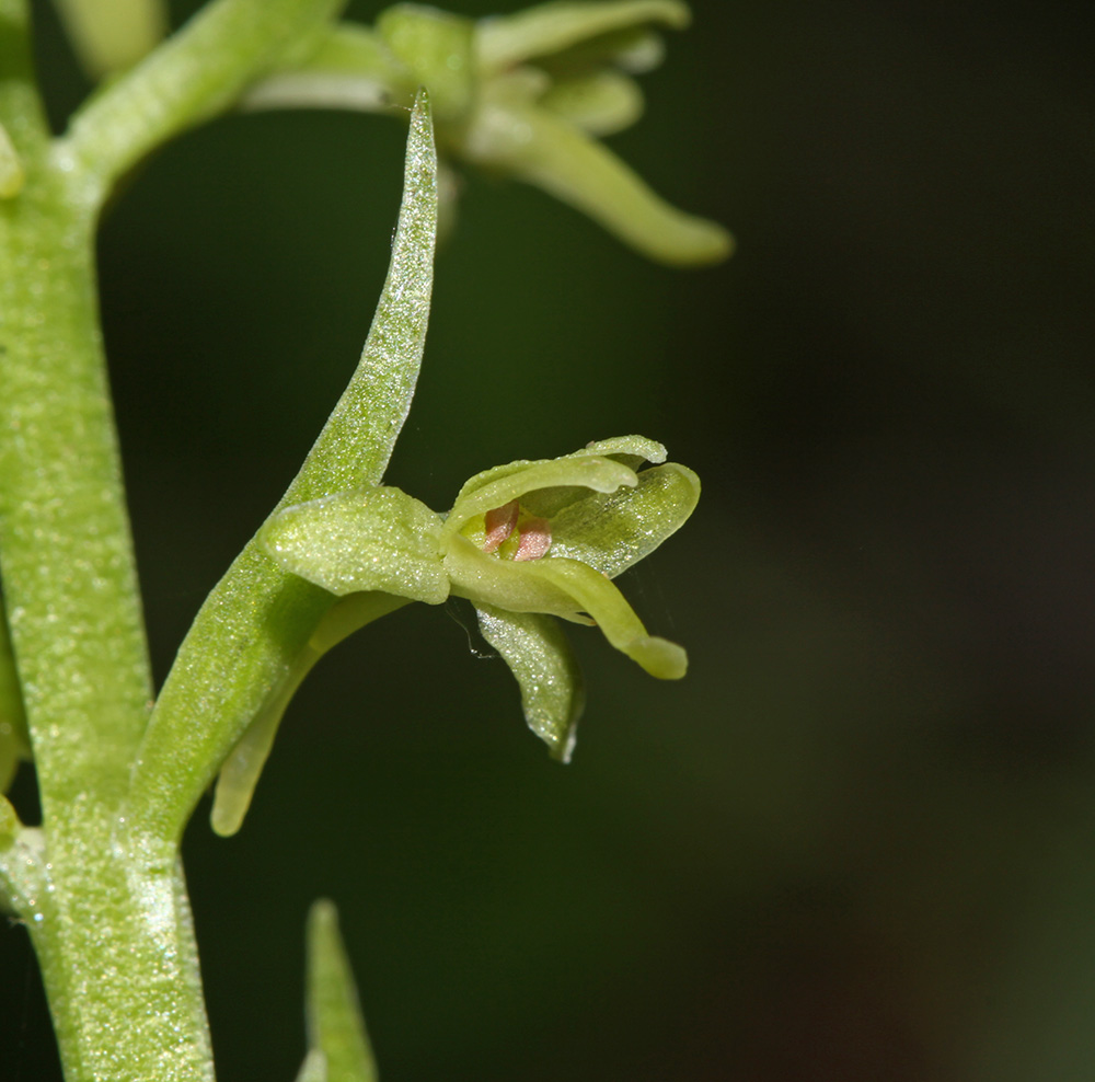 Image of Tulotis fuscescens specimen.