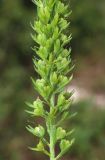 Veronica teucrium